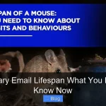 Temporary Email Lifespan What You Need To Know Now